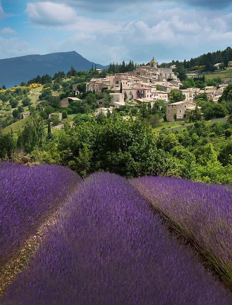 Lavender bloom near Sault in the south of France